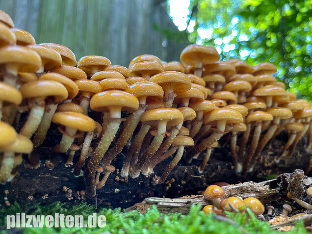 Stockschwämmchen, Kuehneromyces mutabilis