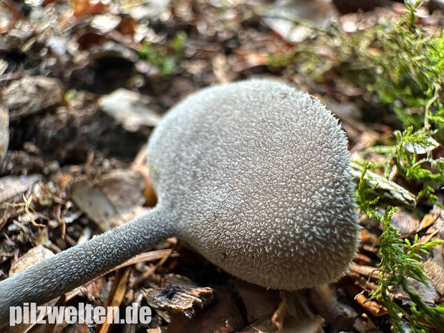 Langstielige Becherlorchel, Grauer Langfüßler, Helvella macropus