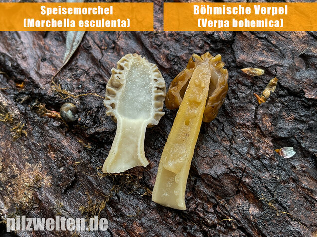 Böhmische Verpel, Verpa bohemica