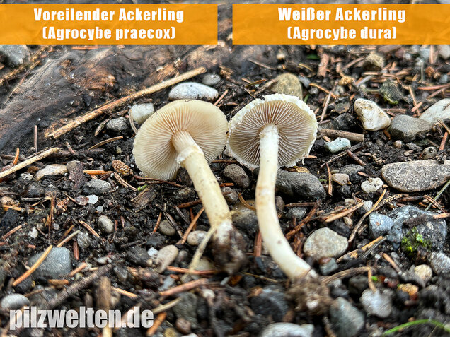 Weißer Ackerling, Rissiger Ackerling, Agrocybe dura