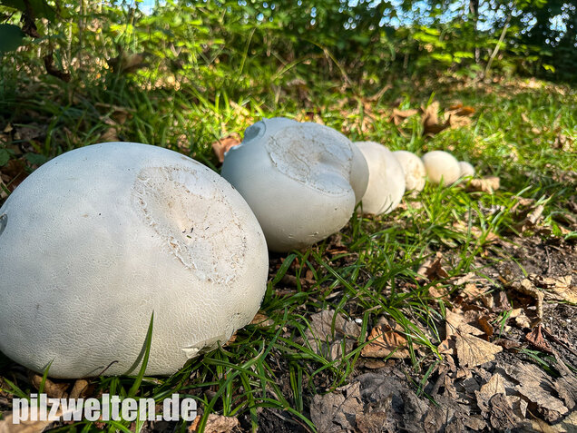 Riesenbovist, Calvatia gigantea