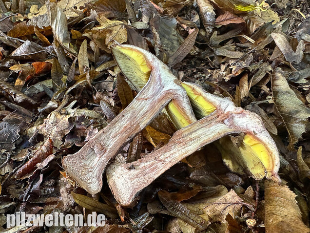 Gelbblättriger Rasling, Rötender Schönkopf, Calocybe favrei