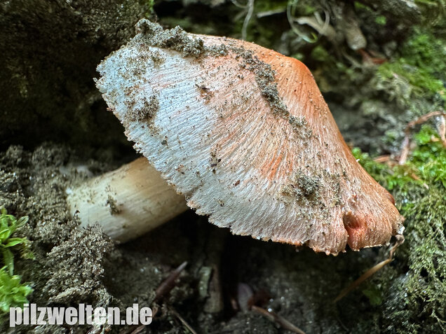 Rötender Risspilz, Schamroter Risspilz, Inocybe godeyi