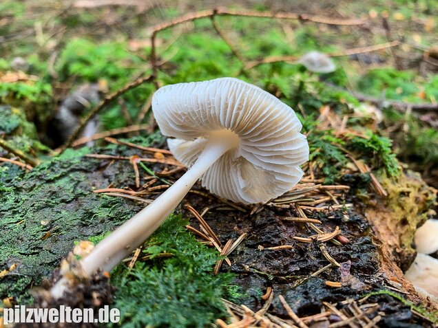 Rosablättriger Helmling, Mycena galericulata