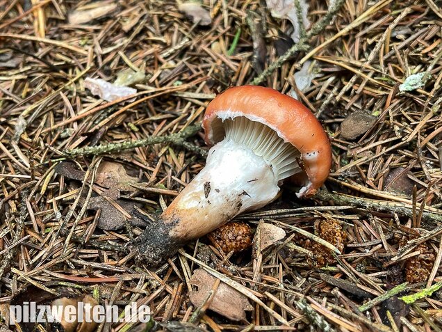 Rosenroter Gelbfuß, Gomphidius roseus