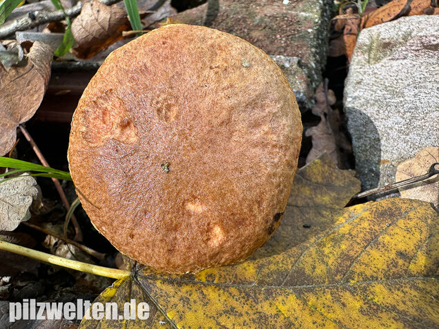 Rostroter Lärchenröhrling, Suillus tridentinus