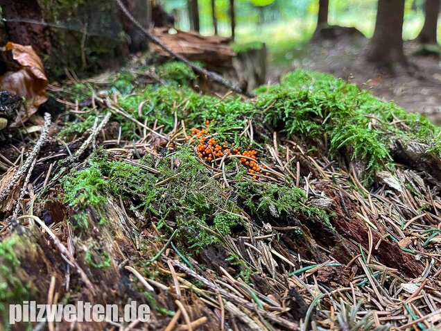 Rotköpfiger Schleimpilz, Trichia decipiens