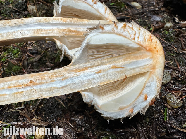 Olivbrauner Safranschirmling, Wald-Safranschirmling, Chlorophyllum olivieri