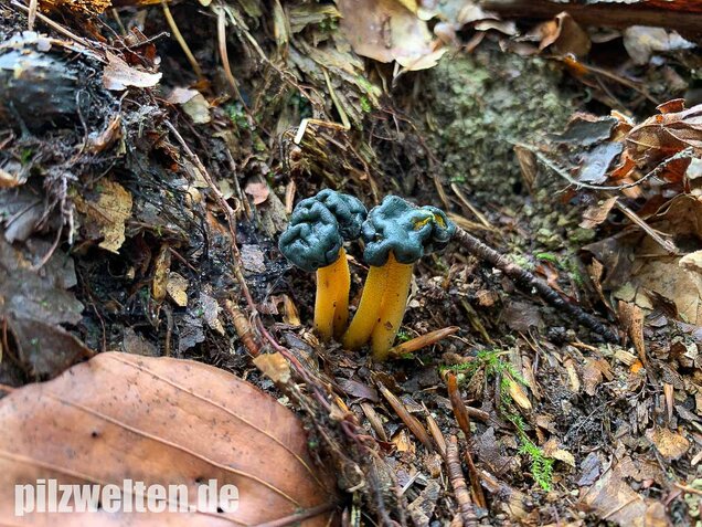 Schwarzgrünes Gallertkäppchen, Leotia viscosa
