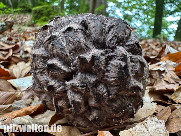 Strubbelkopfröhrling, Strobilomyces strobilaceus