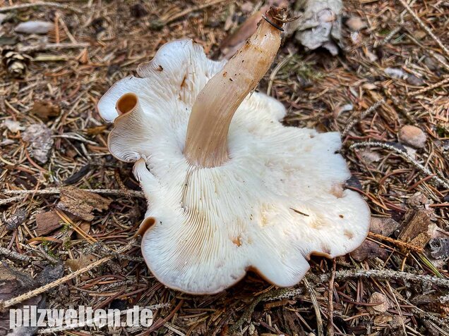 Verdrehter Rübling, Rhodocollybia prolixa