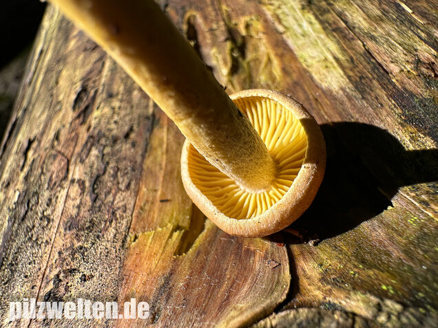 Violettbrauner Schwefelritterling, Tricholoma bufonium