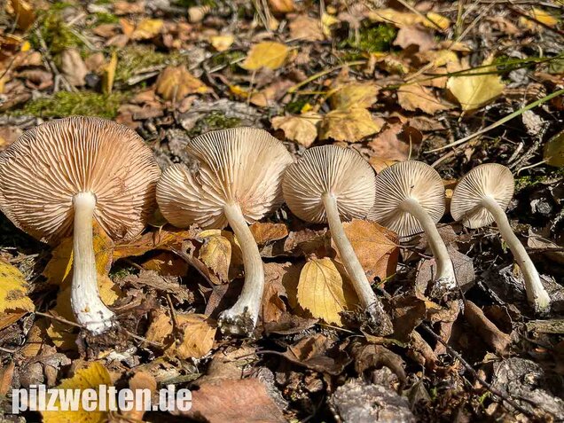 Weidenrötling, Entoloma sericatum