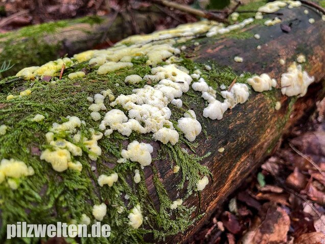 Weißgelbes Netzpolster, Ceratiomyxa porioides