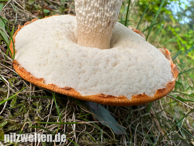 Weißstielige Rotkappe, Espenrotkappe, Leccinum leucopodium