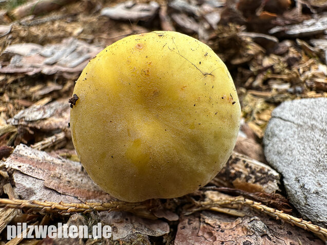 Weißstieliger Ockertäubling, Russula citrina / Russula violeipes var. citrina