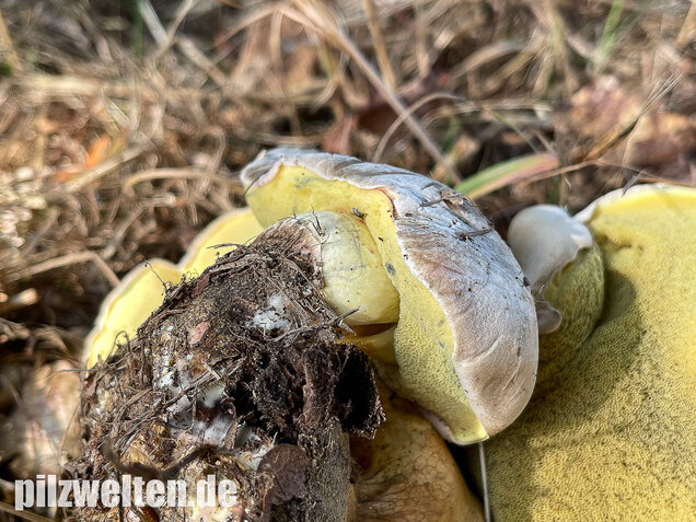Wurzelnder Bitterröhrling, Caloboletus radicans