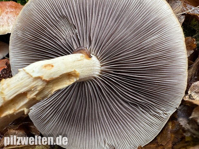 Ziegelroter Schwefelkopf, Hypholoma lateritium