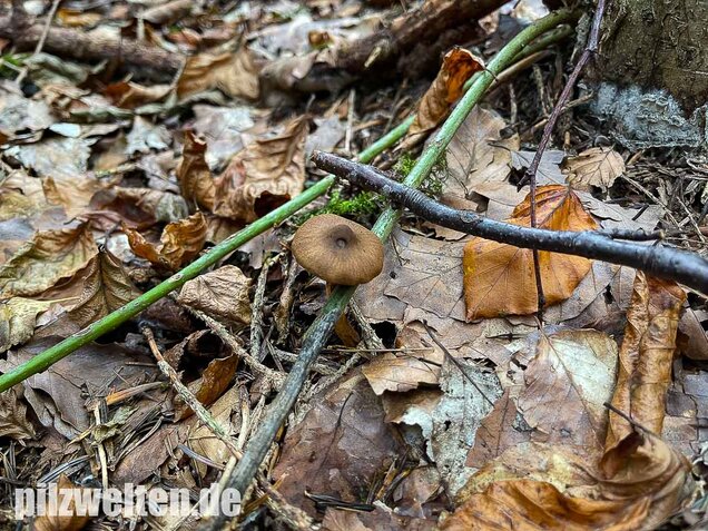 Zimthautkopf, Cortinarius cinnamomeus