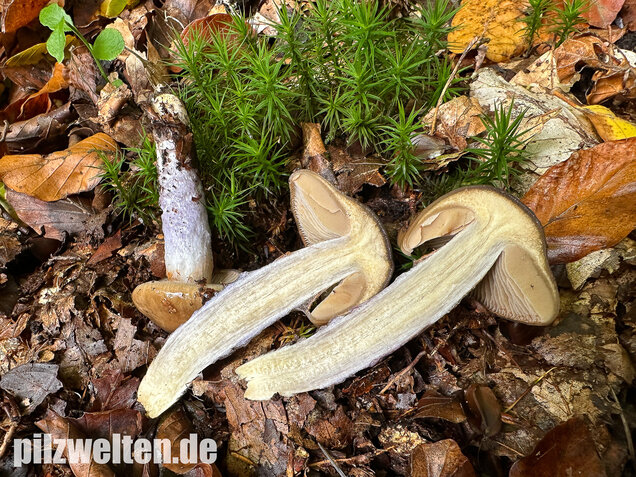 Honigschleimfuß, Runzeliggeriefter Schleimfuß, Cortinarius stillatitius