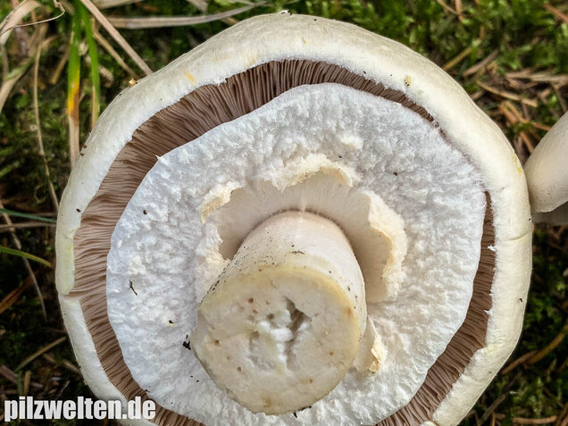 Dünnfleischiger Anischampignon, Agaricus silvicola