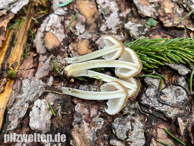 Behangener Faserling, Psathyrella candolleana