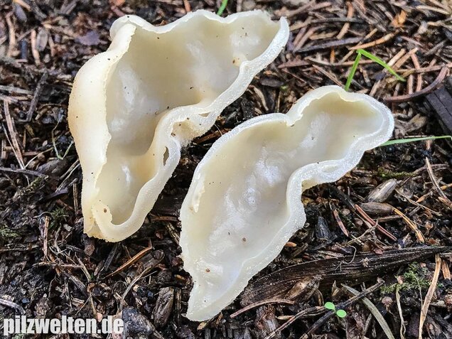 Blasiger Becherling, Peziza vesiculosa