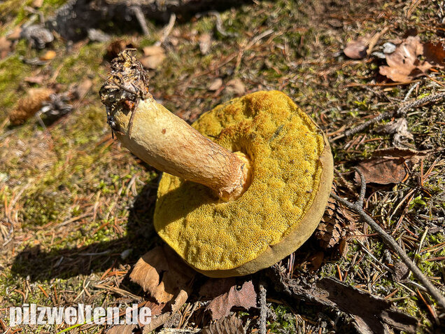Brauner Filzröhrling, Braune Ziegenlippe, Xerocomus ferrugineus