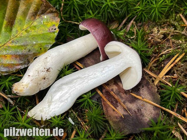 Buckeltäubling, Russula caerulea