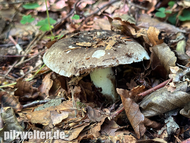Dickblättriger Schwärztäubling, Russula nigricans
