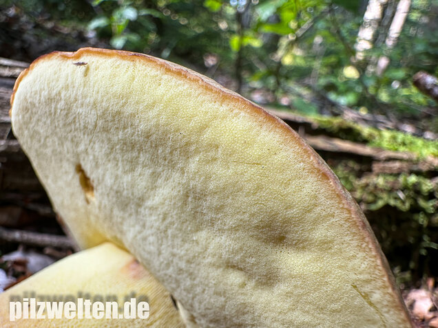 Nadelwald Anhängselröhrling, Gelber Steinpilz, Butyriboletus subappendiculatus