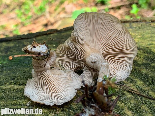 Fleischbräunlicher Anistrichterling, Clitocybe obsoleta