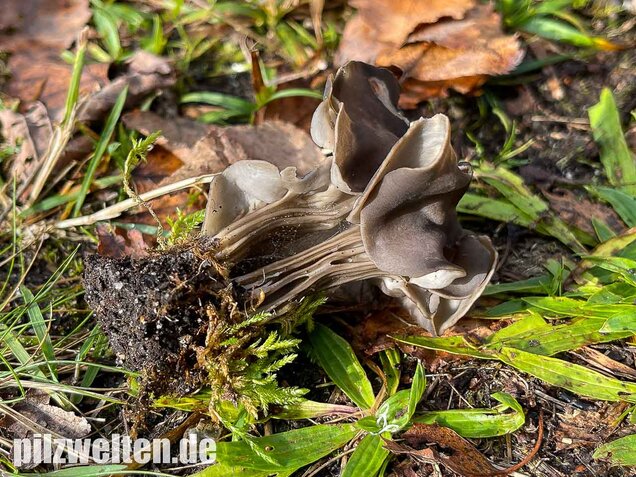 Gefurchte Lorchel, Helvella sulcata