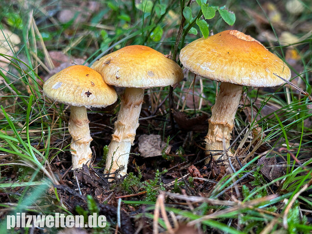 Gelbgestiefelter Schleimkopf, Phlegmacium triumphans