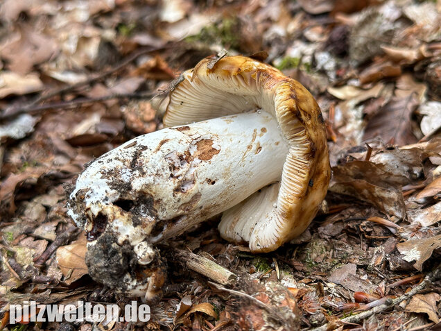 Gilbender Stinktäubling, Russula subfoetens