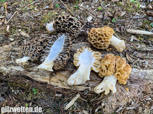 Graue Speisemorchel, Morchella vulgaris
