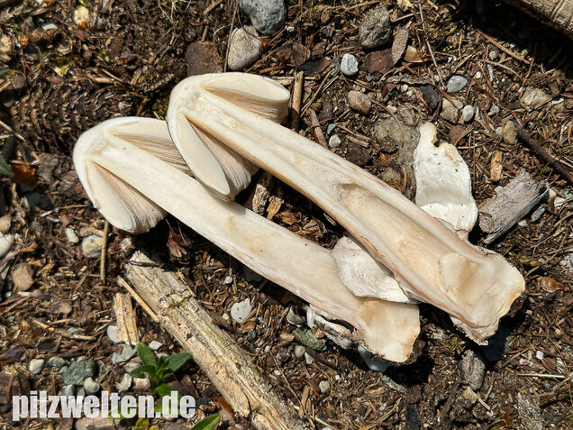 Grauhäutiger Scheidenstreifling, Amanita submembranacea