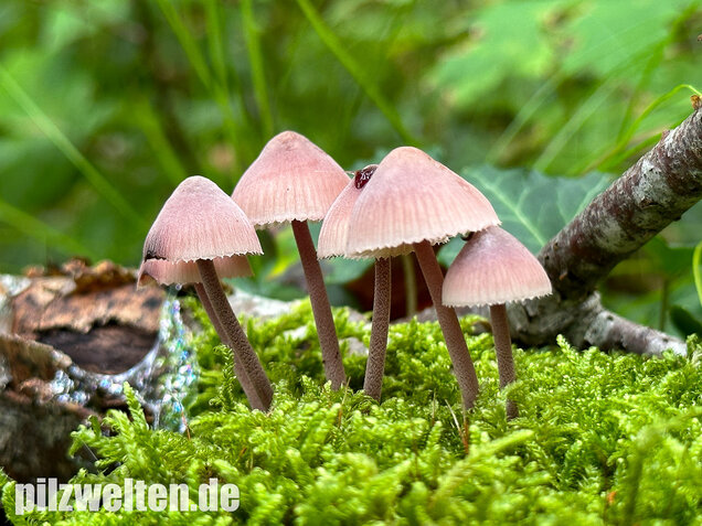 Großer Bluthelmling, Mycena haematopus
