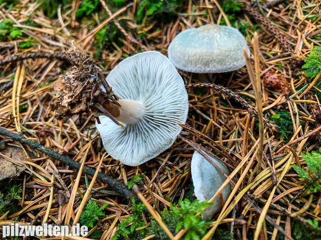Grüner Anistrichterling, Clitocybe odora