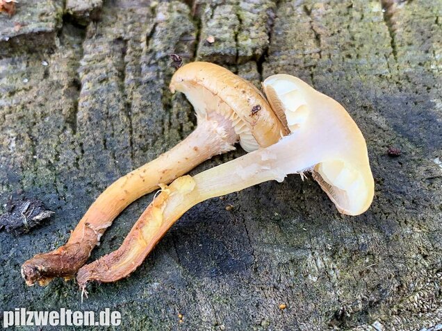 Gummischüppling, Pholiota gummosa