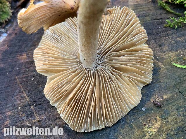Kegeliger Risspilz, Inocybe rimosa