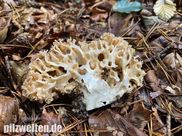 Krause Glucke, Sparassis crispa