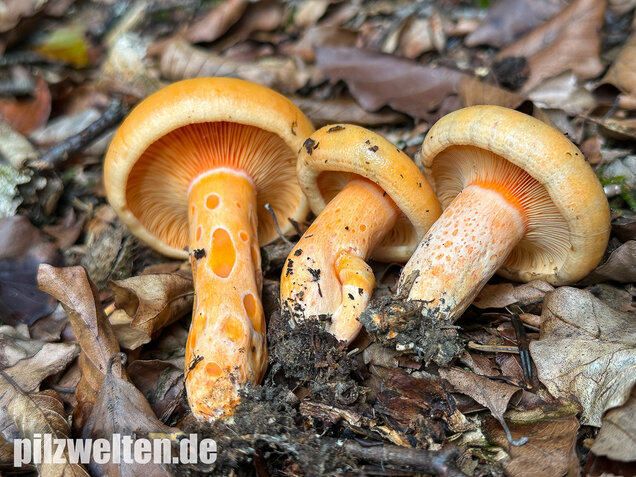 Lachsreizker, Lactarius salmonicolor