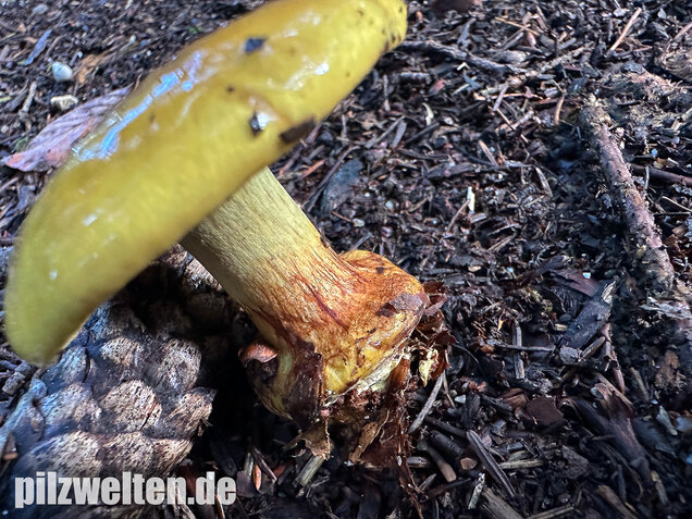 Schöngelber Klumpfuß, Calonarius splendens