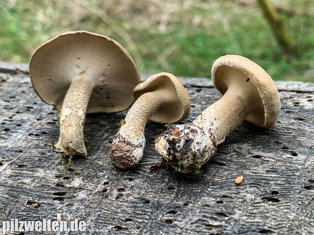 Maiporling, Lentinus substrictus