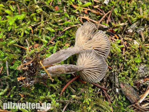 Grauer Mehltrichterling, Clitocybe ditopa