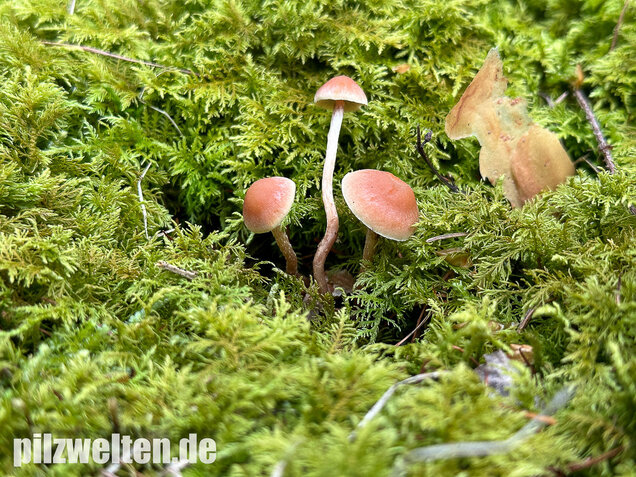 Natternstieliger Schwefelkopf, Hypholoma marginatum