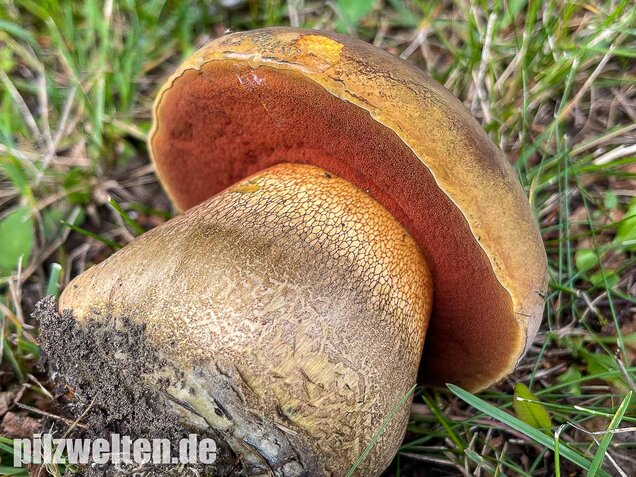 Netzstieliger Hexenröhrling, Suillellus luridus