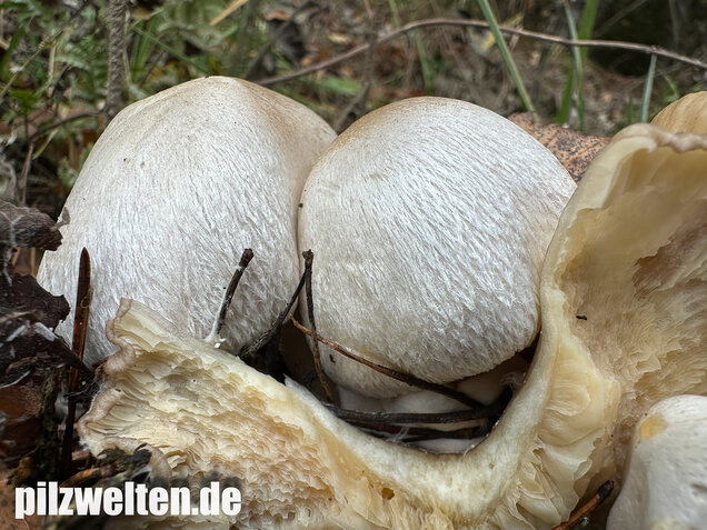 Parasitischer Scheidling, Volvariella surrecta