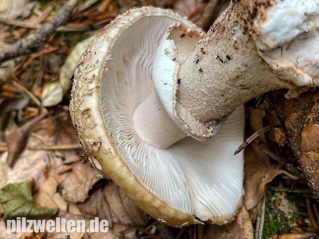 Perlpilz, Rötender Wulstling, Amanita rubescens